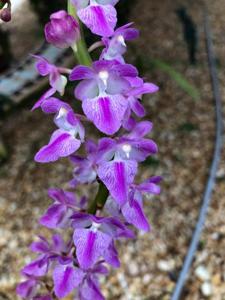 Aerides rosea