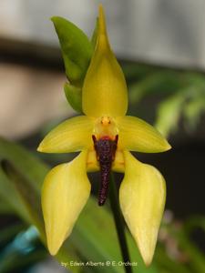 Bulbophyllum amplebracteatum subsp. carunculatum