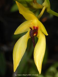 Bulbophyllum amplebracteatum subsp. carunculatum