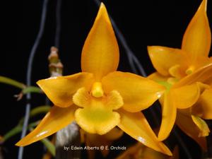 Dendrobium trigonopus