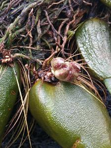 Bulbophyllum macrobulbon