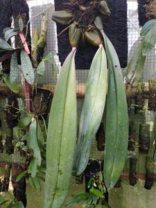 Bulbophyllum macrobulbon