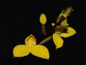 Disa aurata