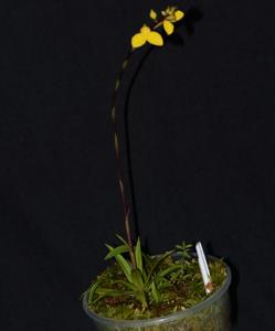 Disa aurata