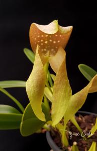 Bulbophyllum grandiflorum