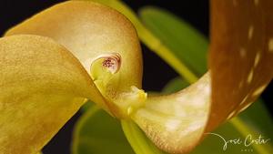 Bulbophyllum grandiflorum