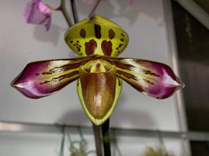 Paphiopedilum tigrinum