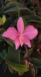 Cattleya wittigiana