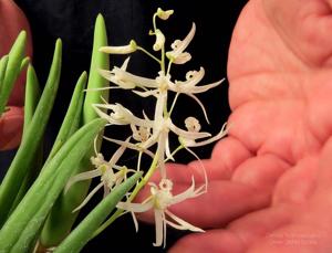 Dendrobium wassellii