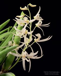 Dendrobium wassellii