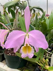 Cattleya gaskelliana