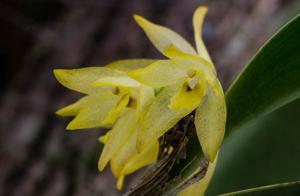 Octomeria crassifolia
