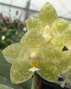 Phalaenopsis gigantea