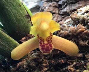 Maxillaria rufescens
