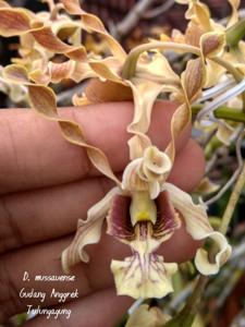 Dendrobium mussauense