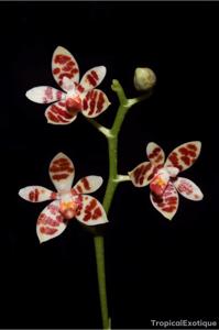 Phalaenopsis maculata