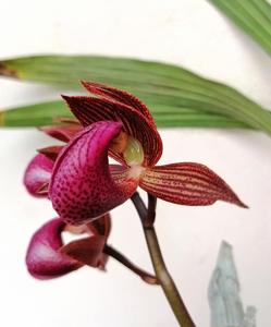 Mormodes warszewiczii