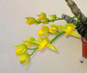 Mormodes warszewiczii