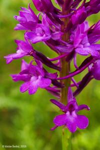 Anacamptis pyramidalis