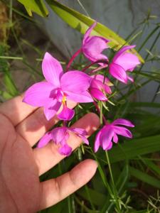 Spathoglottis plicata