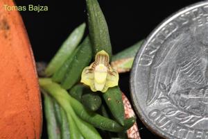 Ceratostylis clathrata