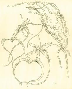 Dendrophylax lindenii