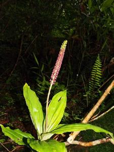 Dienia ophrydis