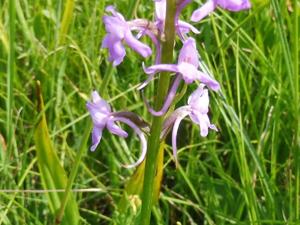 Gymnadenia densiflora