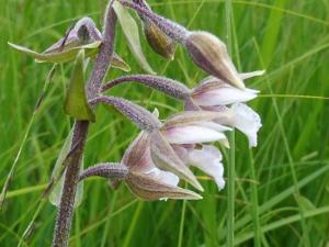 Epipactis palustris