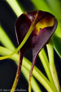 Masdevallia rolfeana