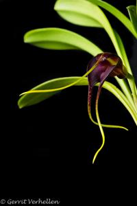 Masdevallia rolfeana