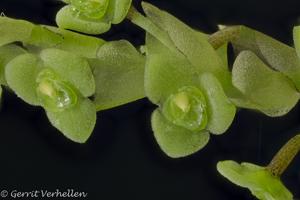 Stelis grandibracteata