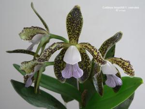 Cattleya tigrina