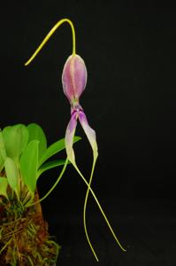 Masdevallia setacea