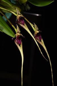 Bulbophyllum appendiculatum