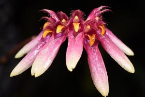 Bulbophyllum loherianum