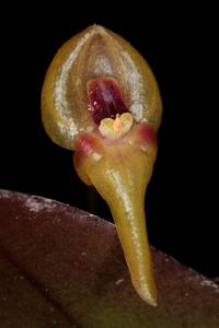 Pleurothallis scurrula