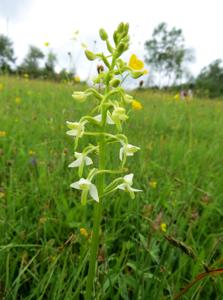 Platanthera bifolia