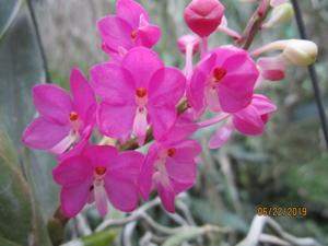 Vanda ampullacea