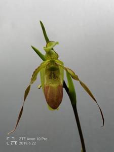 Phragmipedium hirtzii