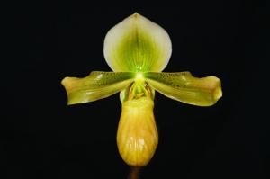 Paphiopedilum mastersianum