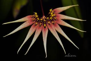 Bulbophyllum cercanthum