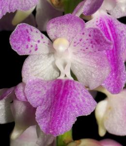 Aerides rosea