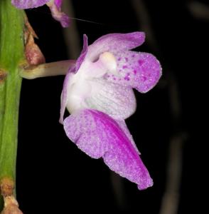 Aerides rosea