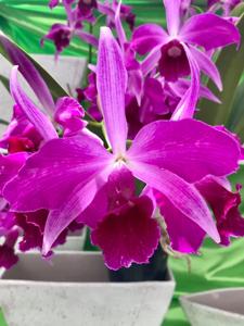 Cattleya purpurata