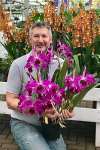 Cattleya purpurata