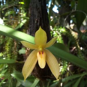 Bulbophyllum pileatum
