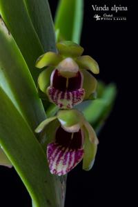 Vanda alpina