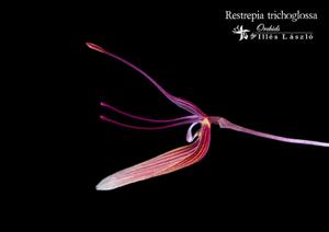 Restrepia trichoglossa