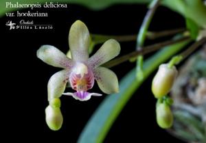 Phalaenopsis deliciosa subsp. hookeriana